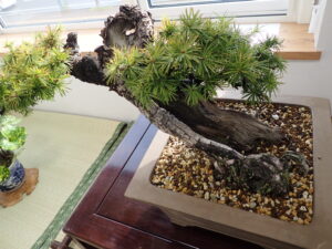 幹が割れた盆栽