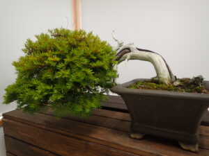 ジンの入った盆栽