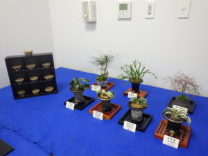 秋のミニ盆栽と山野草展