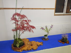 秋のミニ盆栽と山野草展 