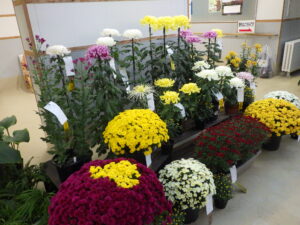 R5菊花展入賞作品