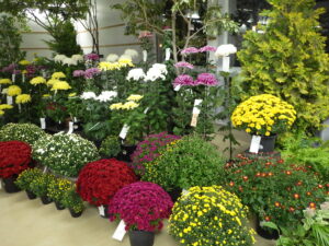 「菊花展」はじまります！