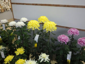 R5菊花展の花のアップ