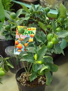 実付きのきんかん