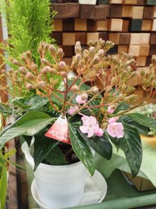 花売店情報10月17日