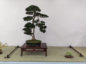 本日より「盆栽展」開催です。