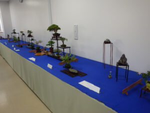 春のミニ盆栽と山野草展