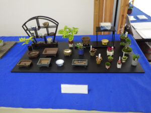 春のミニ盆栽と山野草展