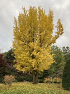 イチョウ黄色に