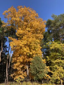 ヒッコリーの紅葉