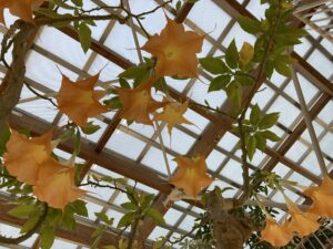 星型のブルグマンシアの花