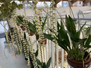 デンドロキラム