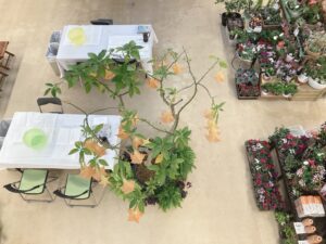 ブルグマンシア