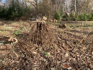 豊平公園　園内のようす（11月28日）