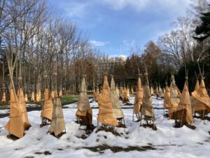 花木園の冬囲いしたバラ