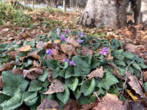 まだ花咲いている原種シクラメン