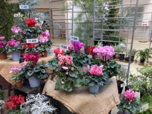 売店のシクラメン