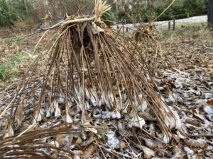 野草園のシモバシラ