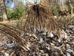 野草園のシモバシラ