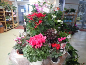 花売店情報11月10日