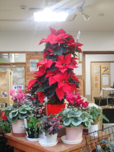 花売店情報11月19日