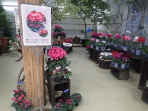 [シクラメン展始まります！]