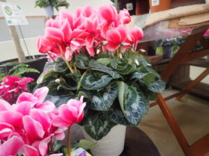 濃いサーモンピンクに縁が白のシクラメンの大きな鉢