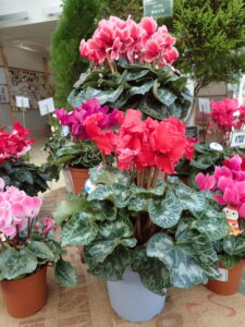 シクラメンの鉢花