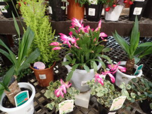 桃色花のシャコバサボテン