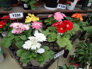 カラフルなガーベラの鉢植え