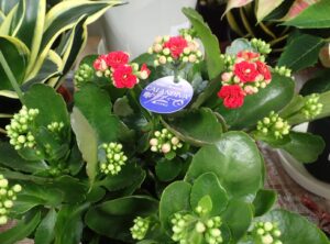 バラ咲きの赤色カランコエ