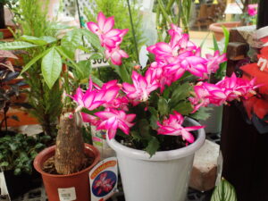 デンマークカクタスローズピンク