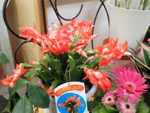 デンマークカクタス オレンジ色