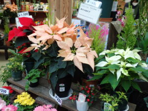 花売店情報11月30日