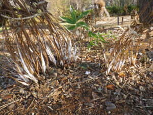 シモバシラの株もとに霜柱が発生した様子