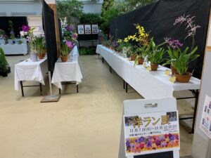 今年で42回目の歴史ある「洋ラン展」の開催です！