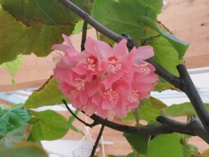 2021年のドンベヤの花