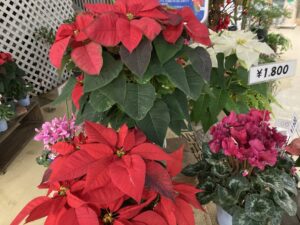 真っ赤なポインセチア