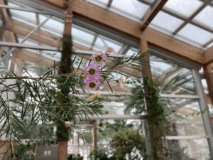 ワックスフラワー