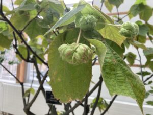 ドンベヤのつぼみ