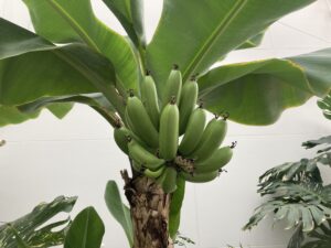 三尺バナナの実