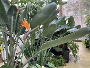 ストレリチア　レギナエ