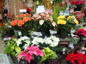 花売店情報12月6日