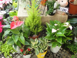 ミニアンスリウムとゴールドクレスト、斑入り花月