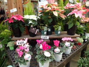 ミニシクラメン クレヨンシリーズ