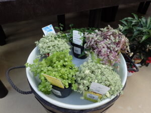 小さい葉のカラーリーフ苗