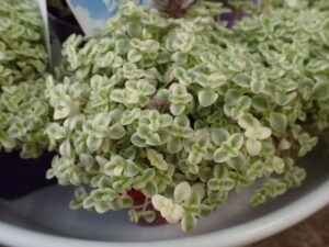 花売店情報12月10日