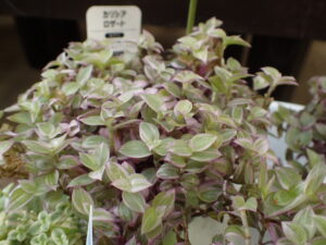 カリシアロザート つゆ草の仲間