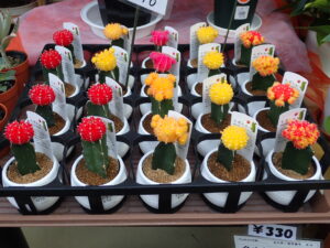 カラフルなサボテン