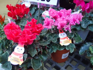 フリフリ花弁がかわいい北海道シクラメン